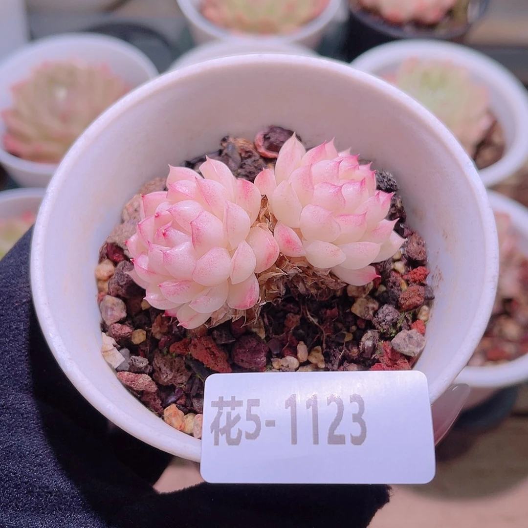 花利美5-1123女王