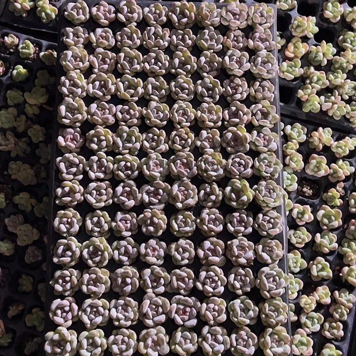 128颗全单头优选星影石榴籽！
