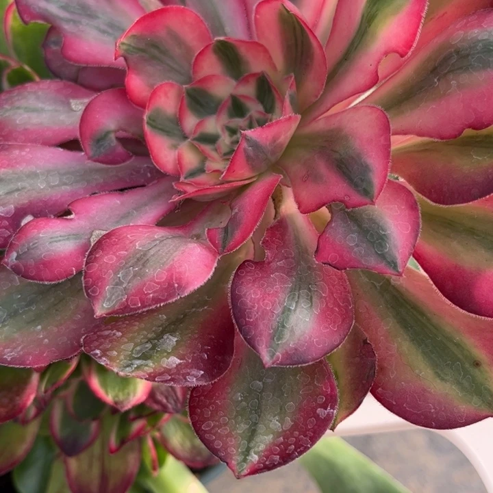 存***梅石屏花友的爱丽丝种苗
