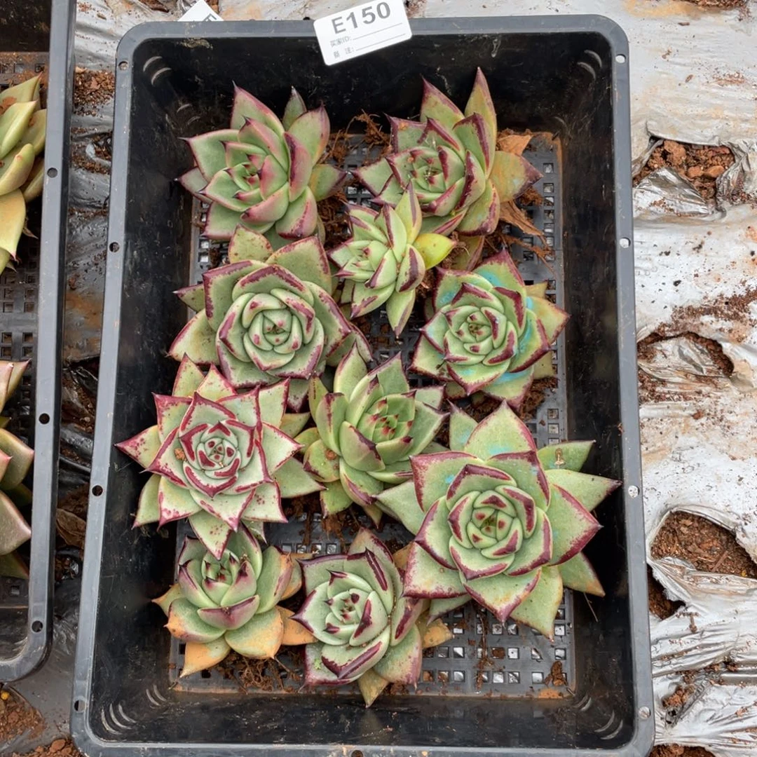 无花朵若如东云组拍E150