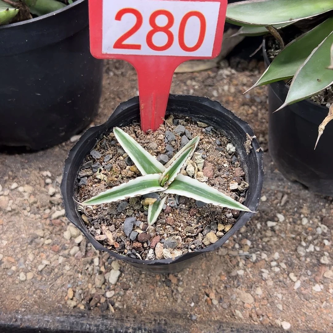 冰山龙舌兰非组培280