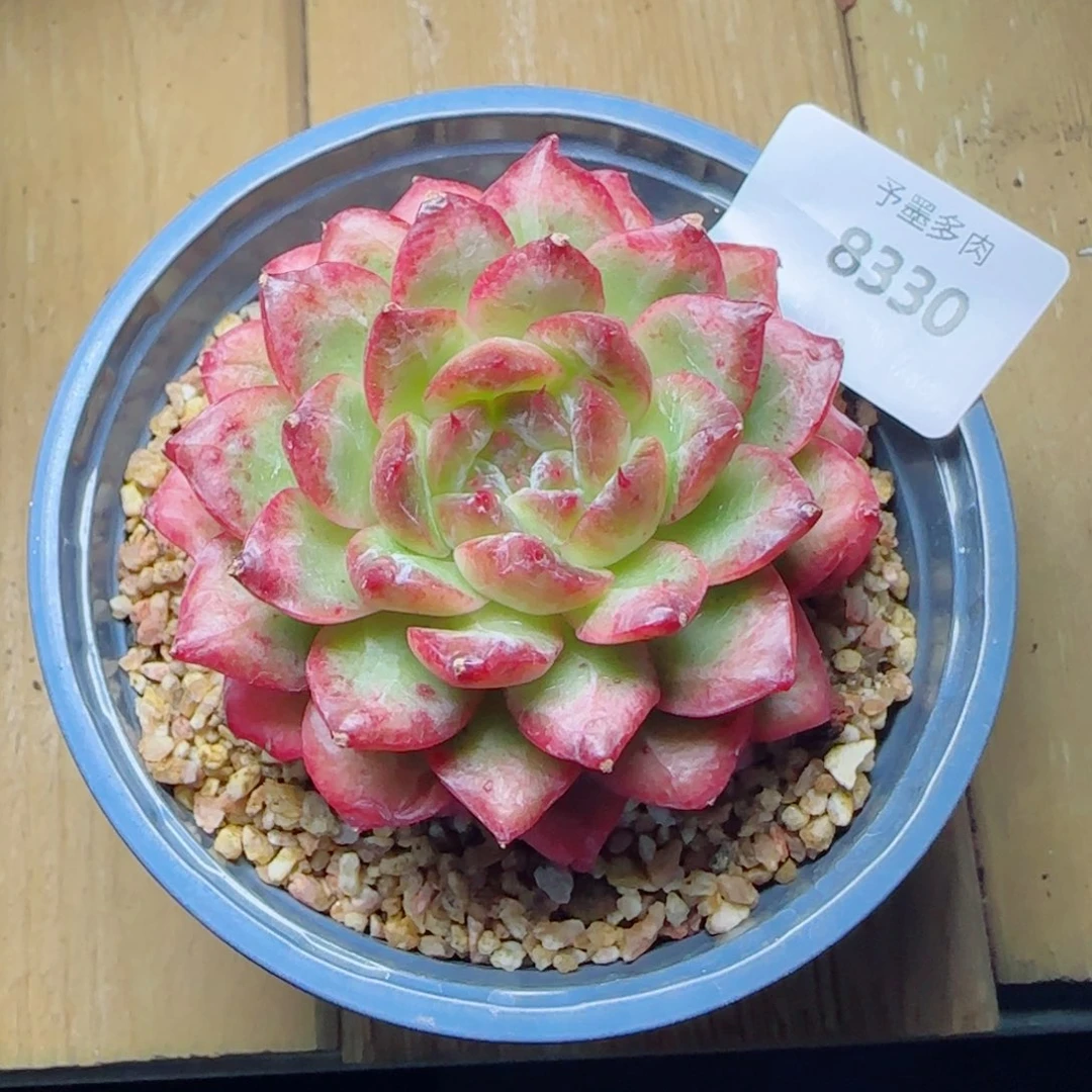 绿光珍妮，8330多肉植物