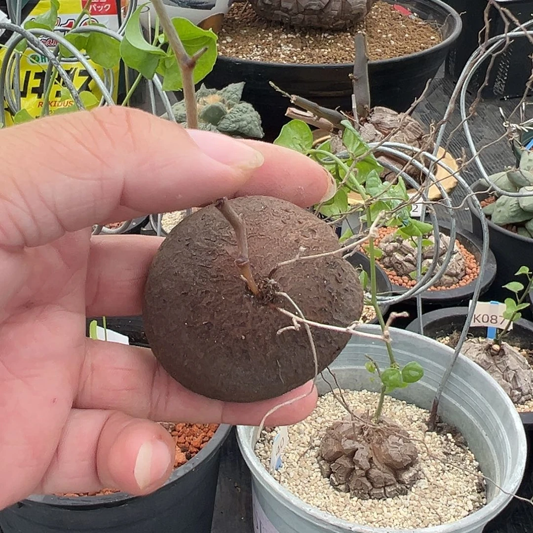 多肉植物专拍 一物一拍 南非龟甲龙22