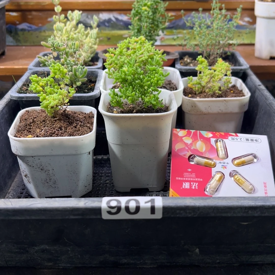 枝干番杏多肉植物901安