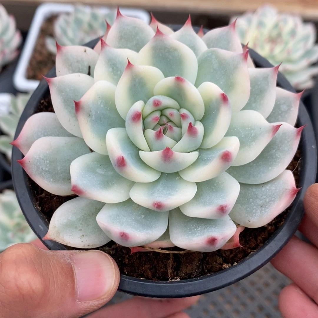 吉娃娃多肉植物9027