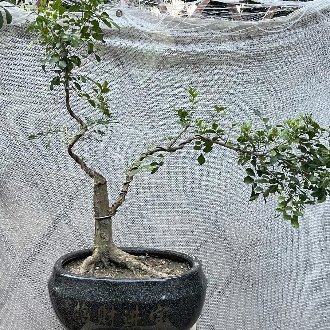 （一物一拍）九里香、栀子花、黄杨、三角梅等花桩