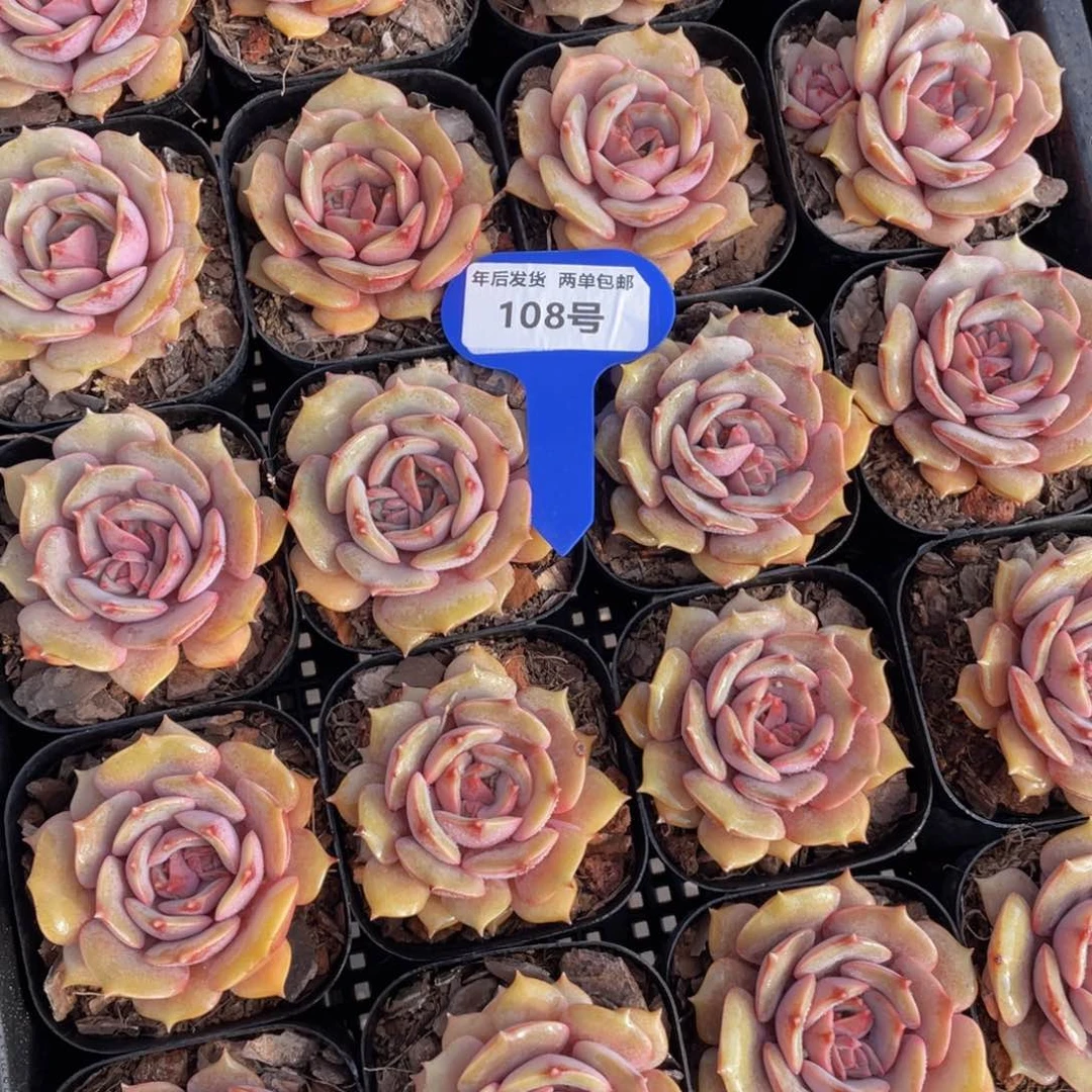 108号花朵脸粉蝶单头一个