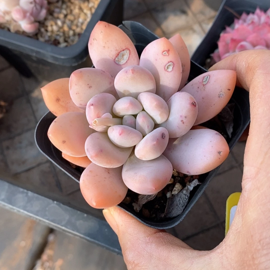 精品多肉一物一拍不包整73