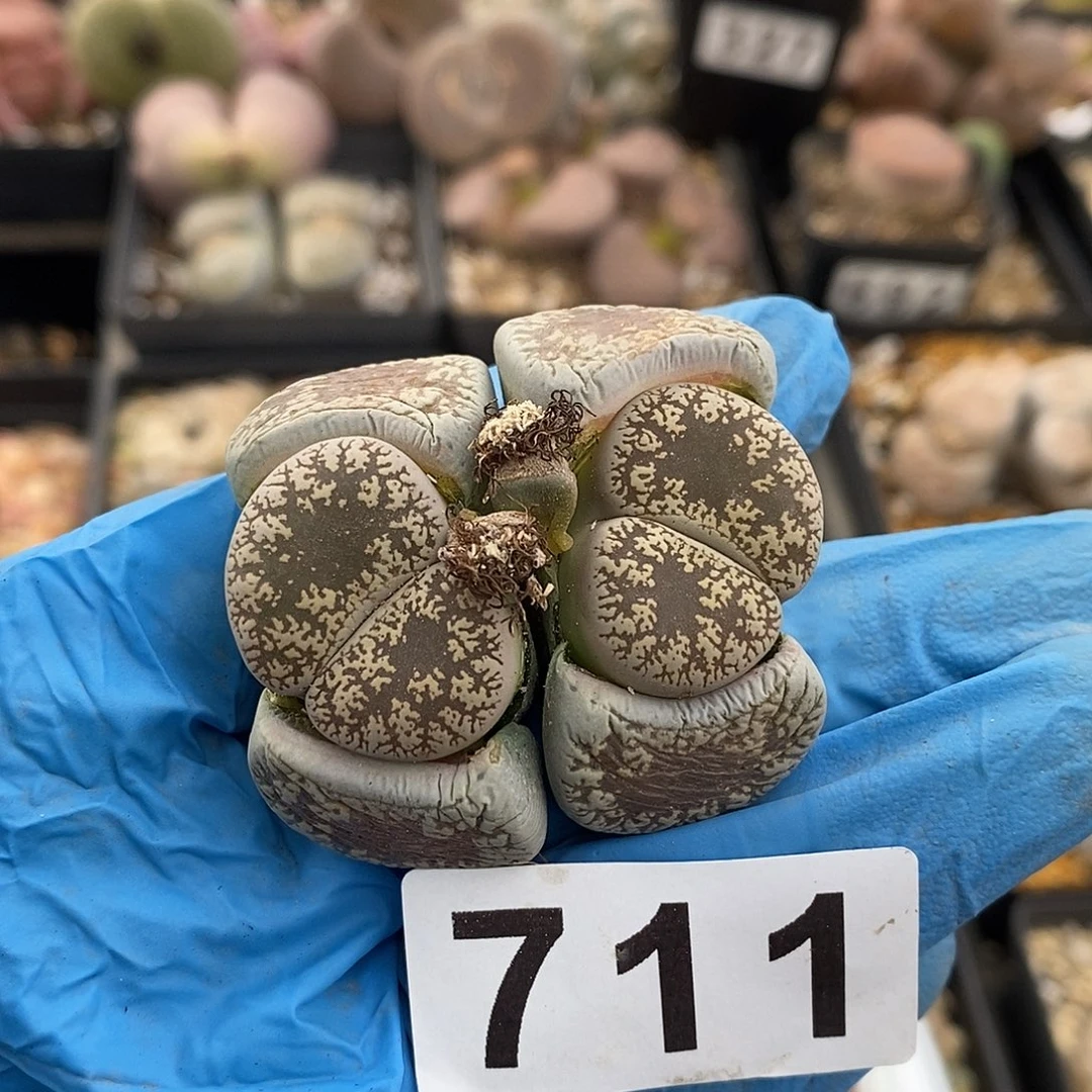 泡*༒711 生石花老母本 脱土修根