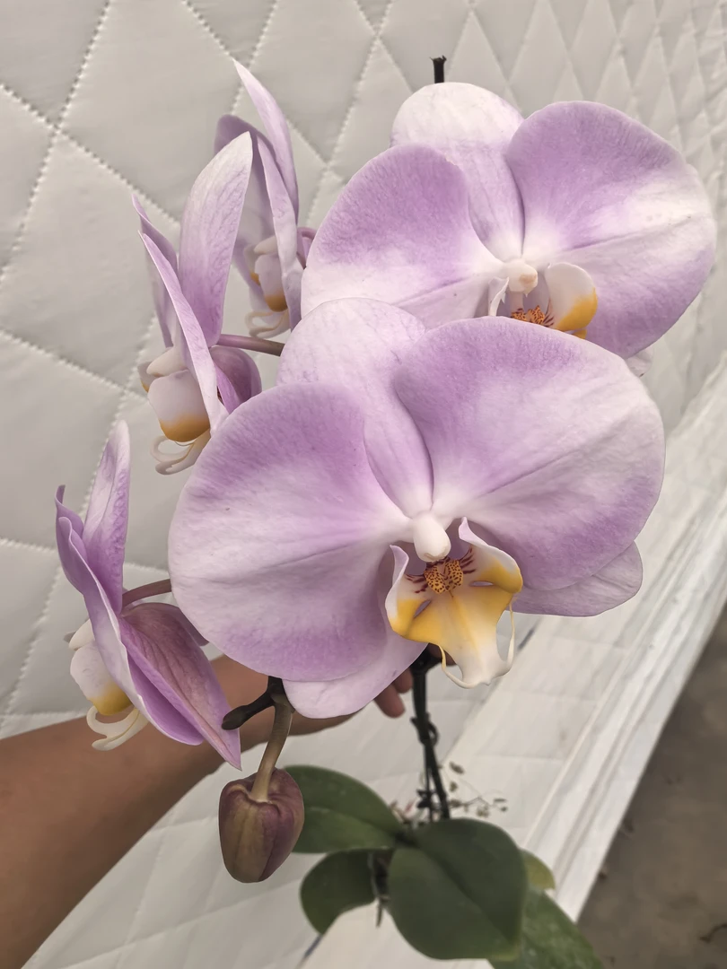 蝴蝶兰明星2.8寸花后苗老桩1株（只是苗，剪过梗）