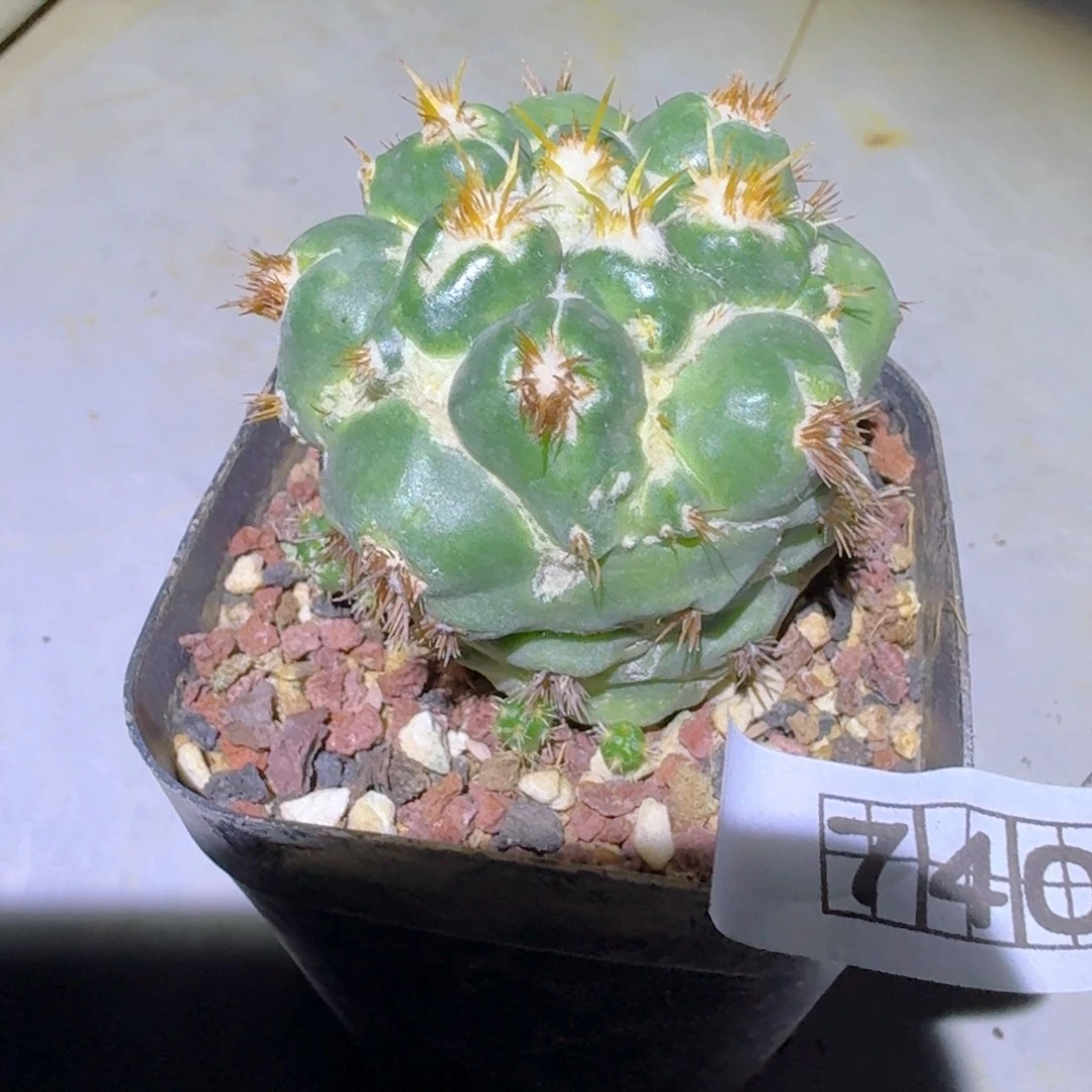 740象牙玉刺缀脱土发货