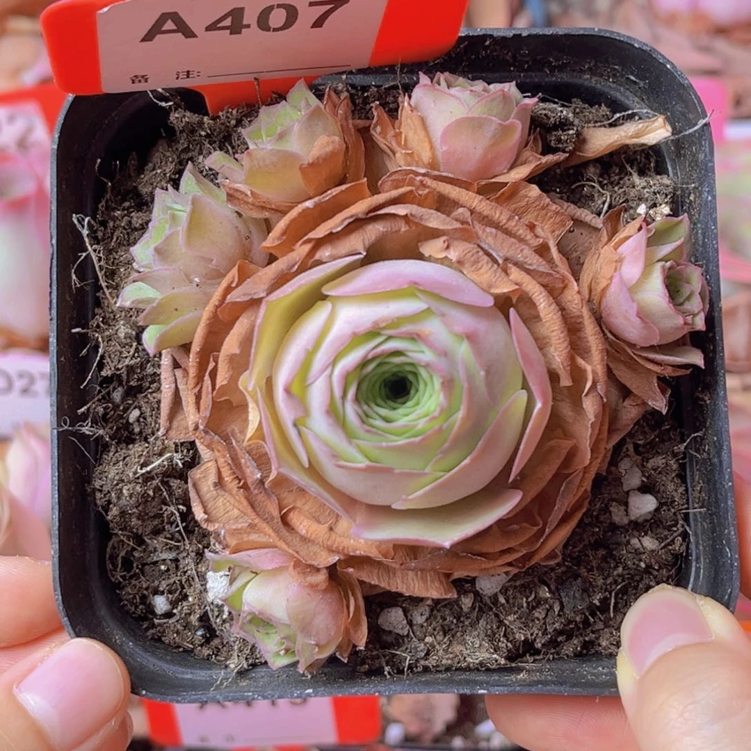 407山地玫瑰粉色