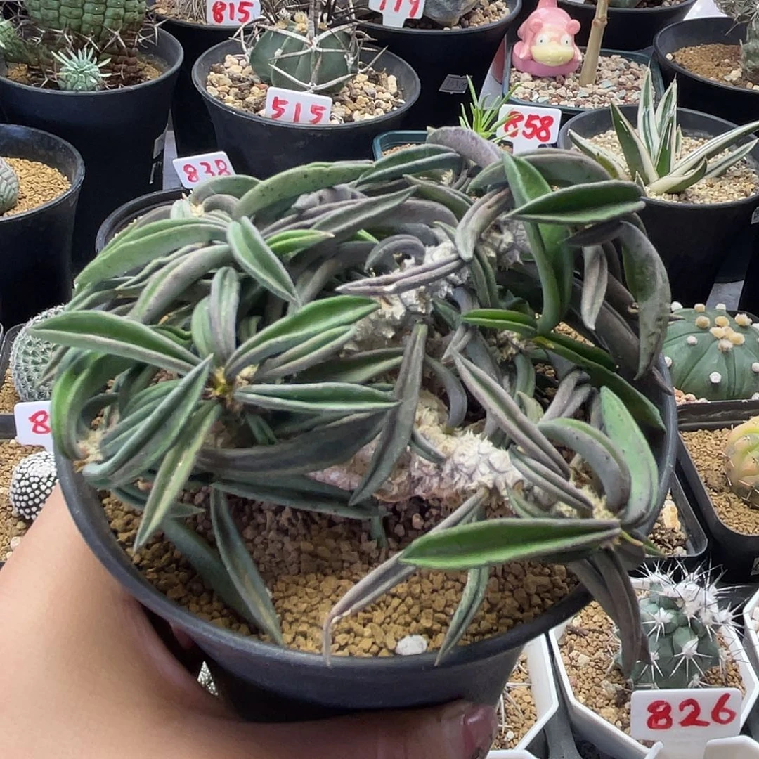 实生老桩块根雀舌麒麟仙人球