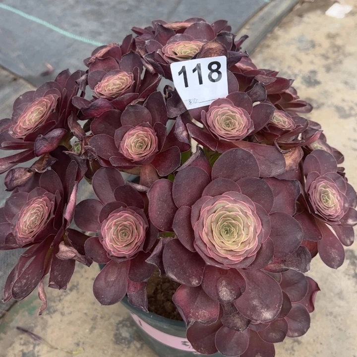 118魅金玫瑰朵朵28厘米左右嫩庄