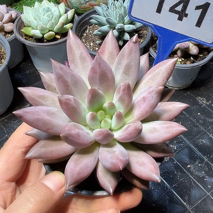 水晶球一物一拍141