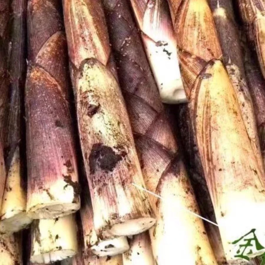 云南碗厂新鲜野生方竹笋带壳现挖当季嫩笋