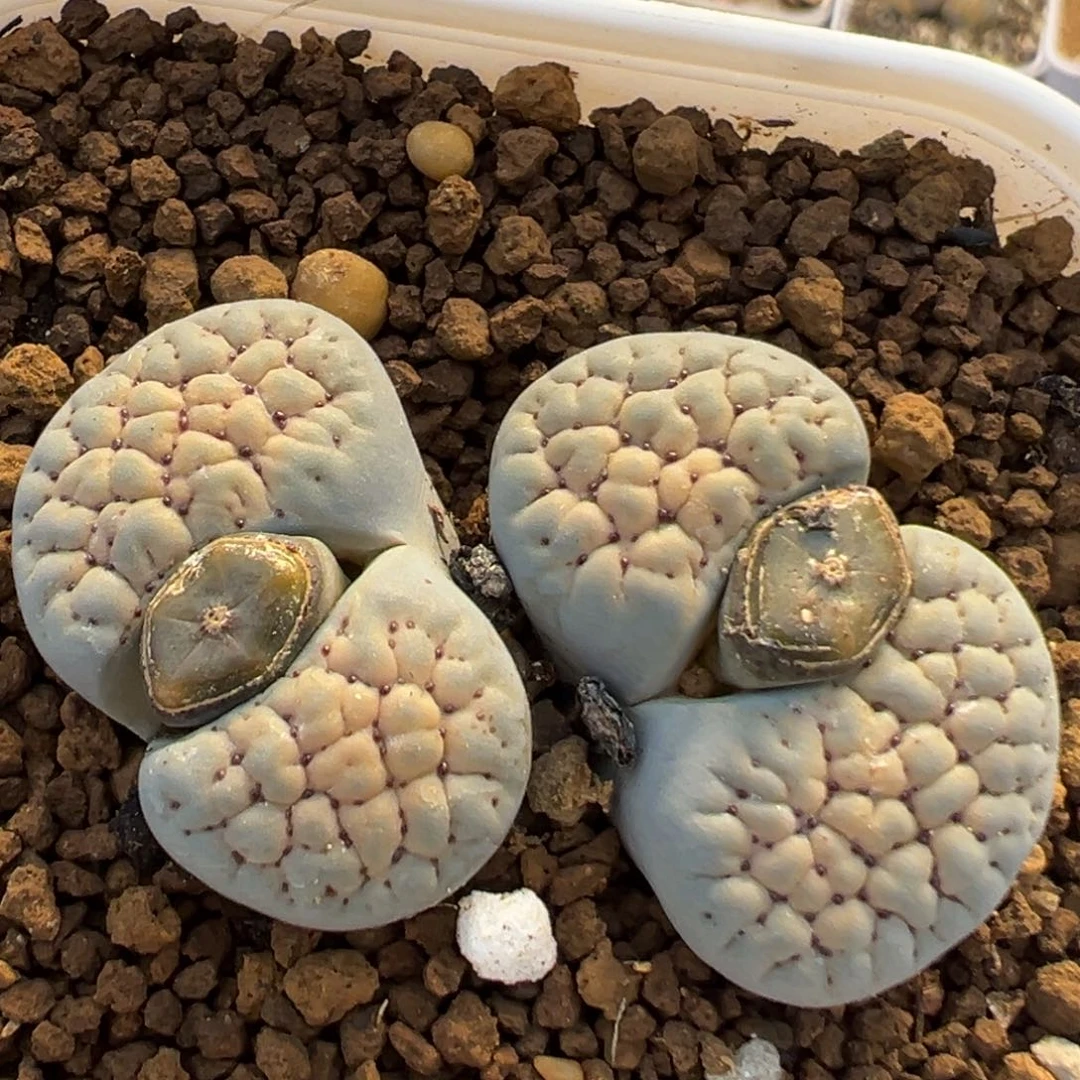 80多肉植物百科植物