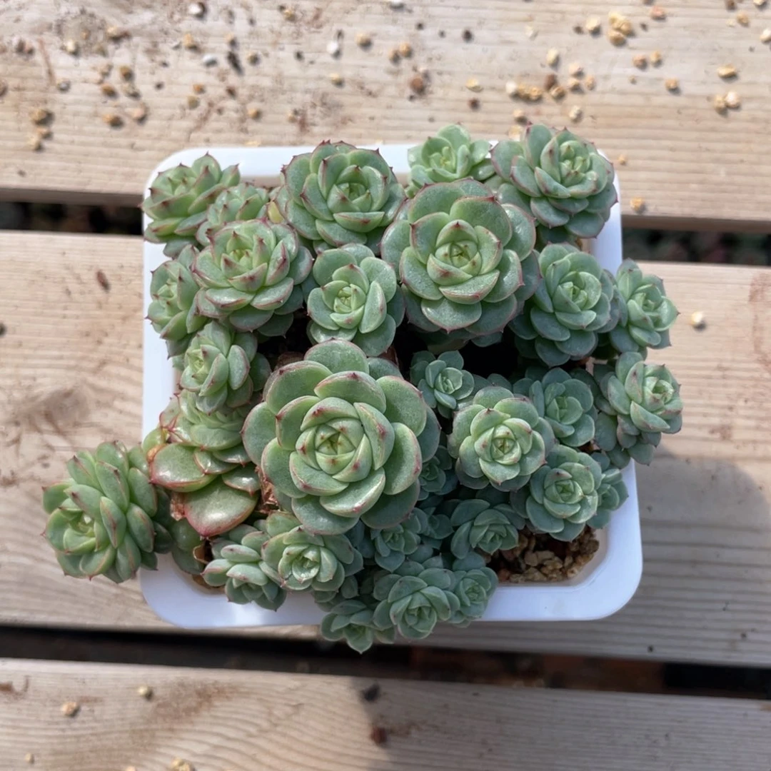 优选珍妮朵朵10厘米665