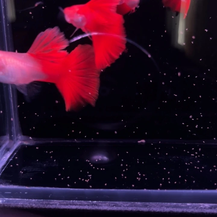 孔雀鱼半月尾红玫瑰2对