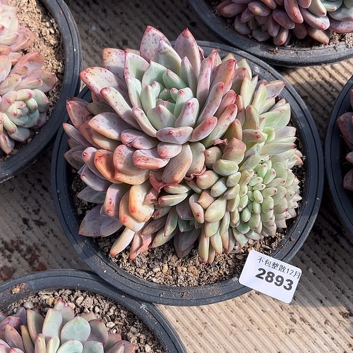 阿雅园艺。       2893爱丽儿缀