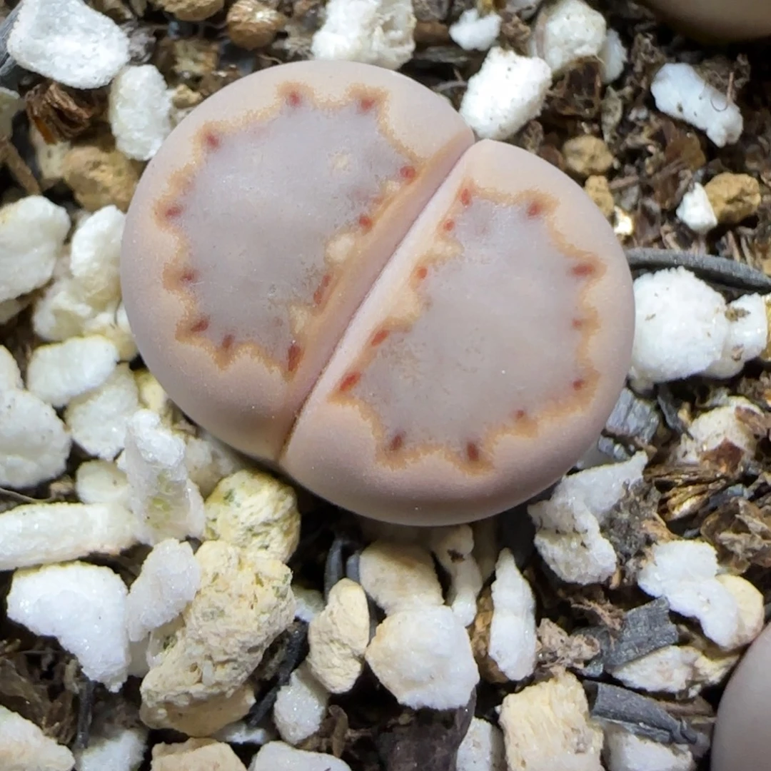 12.13.c24饼干.9009尺寸1.45cm