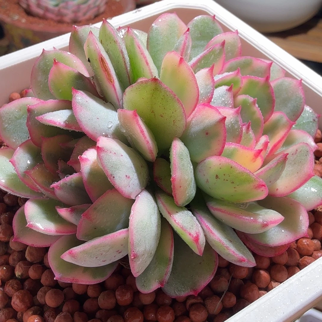 般若锦，多肉植物