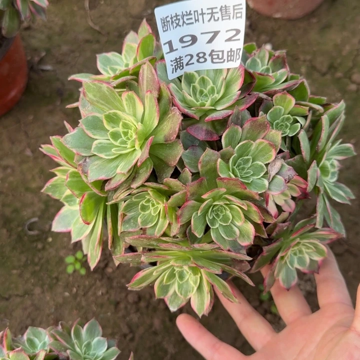 1972一号棚万花筒B