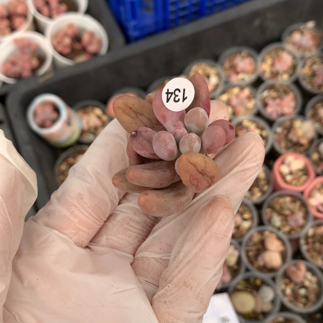 143 仙子奶酪多肉