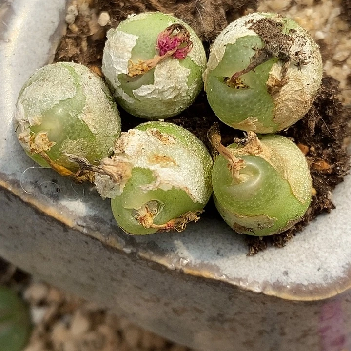 夏***阳1471母本大葫芦一颗。