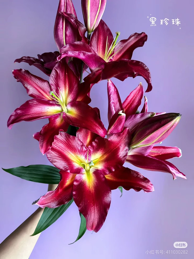 1号永恒的爱百合3头大包，我要买我不售后