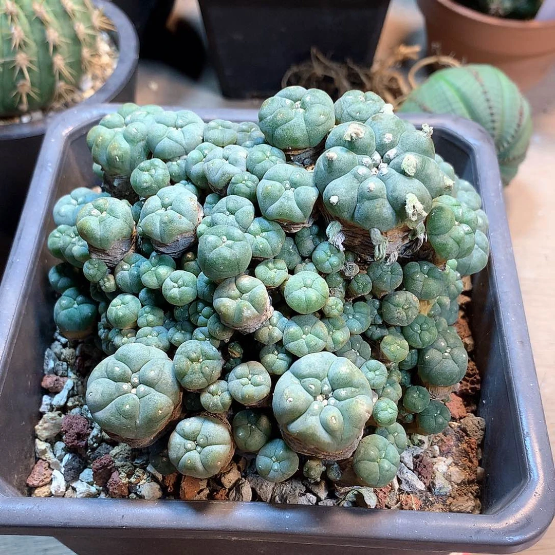 自根子吹坞鱼