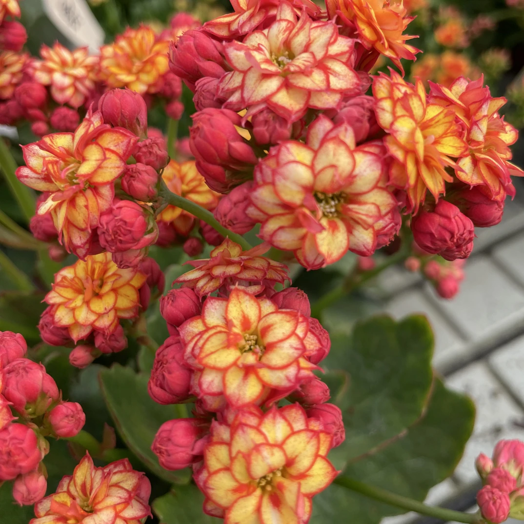 彩霞：精品长寿带花苞发货（烂叶黄叶断个别花苞不售后，介意勿拍）