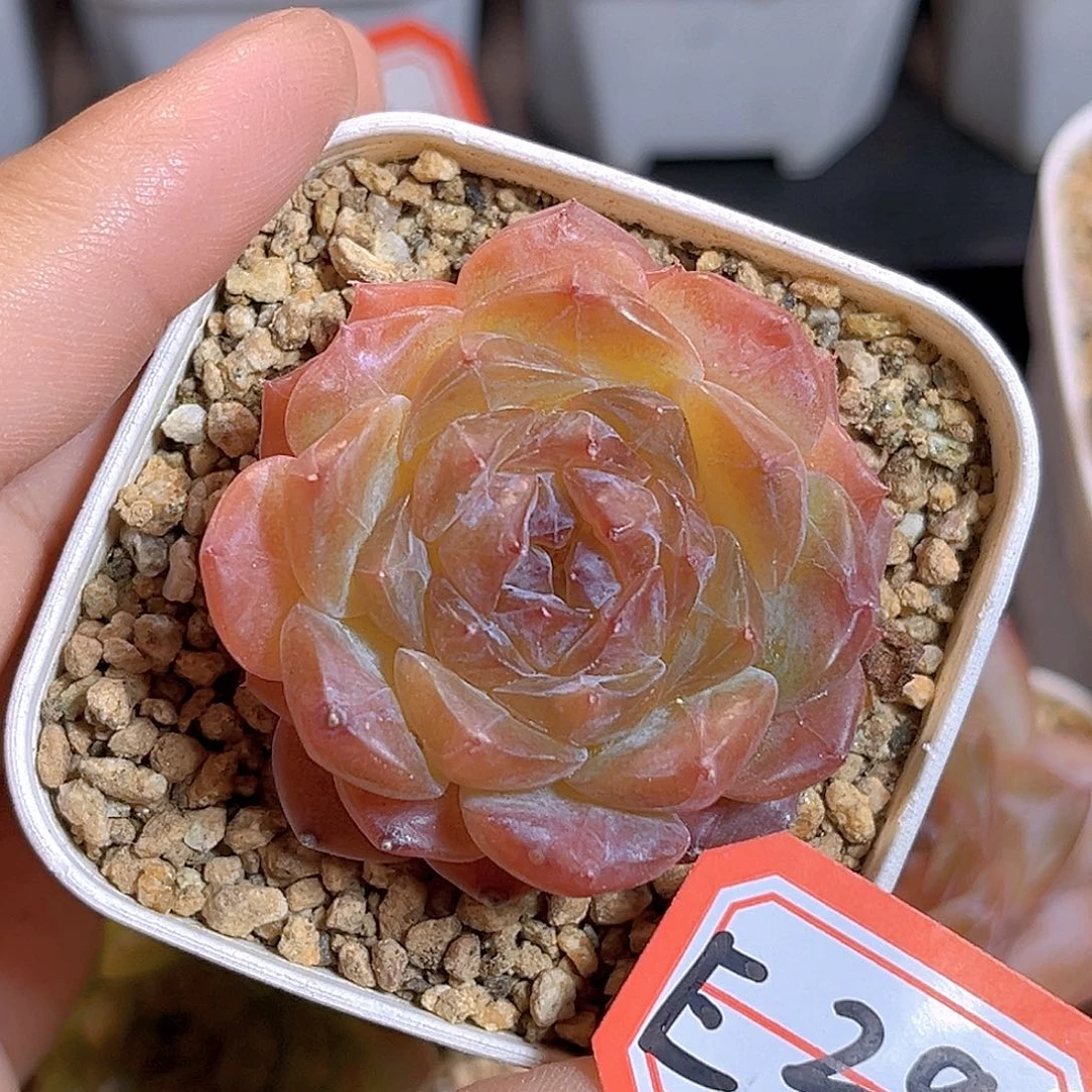 E29 一物一拍 镜中花