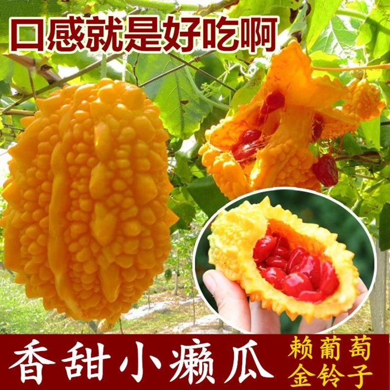 【癞葡萄小癞瓜苦瓜种子】水果黄金瓜金癞瓜籽爬藤春秋种子蔬菜简单