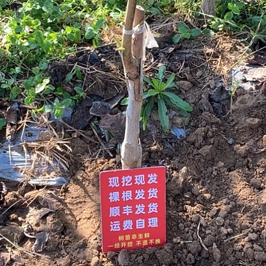 雾***曦吊坠文玩核桃蛤蟆