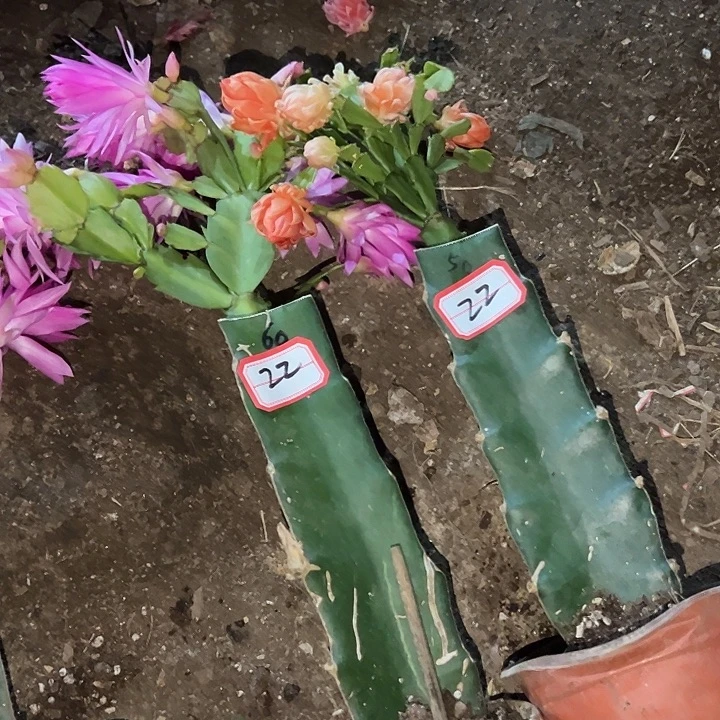 轻***风，22号带盆050.060