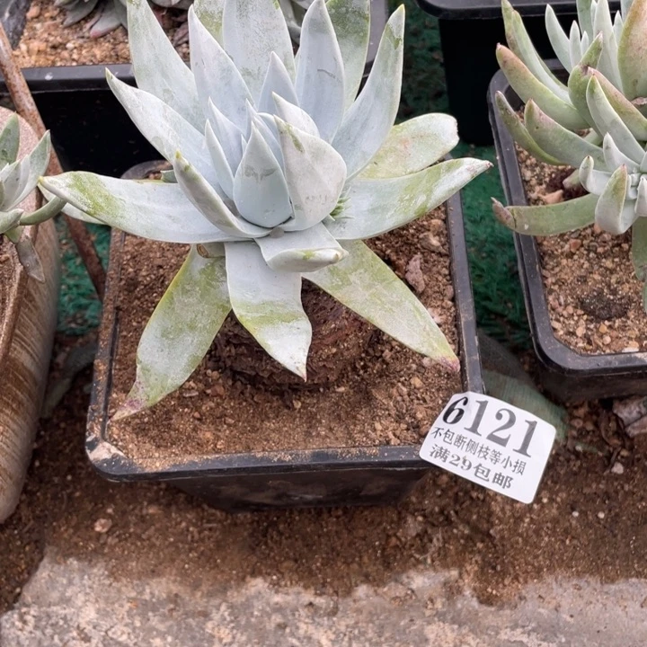 121号布瑞东尼多肉植物