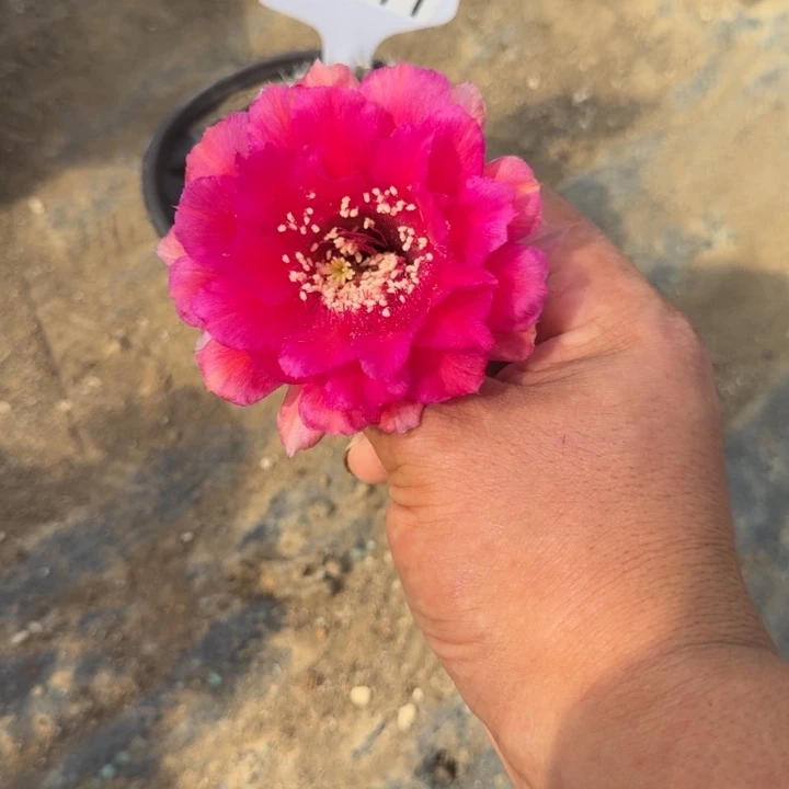 孤***客回忆一物一拍o171