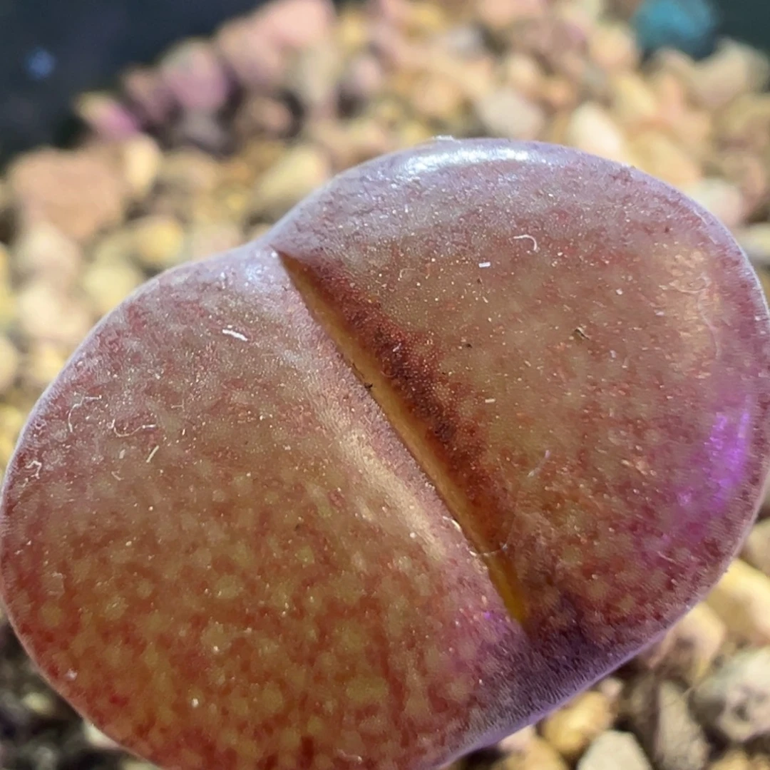 C10杂交风铃 纽扣窗