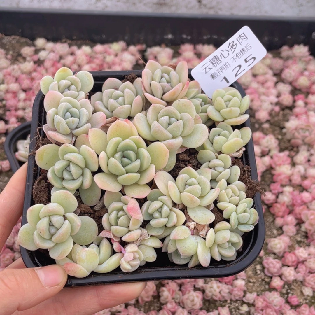 云糖心多肉植物125