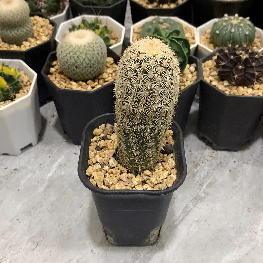 当前无花栽培后可以开花实生根御旗虾