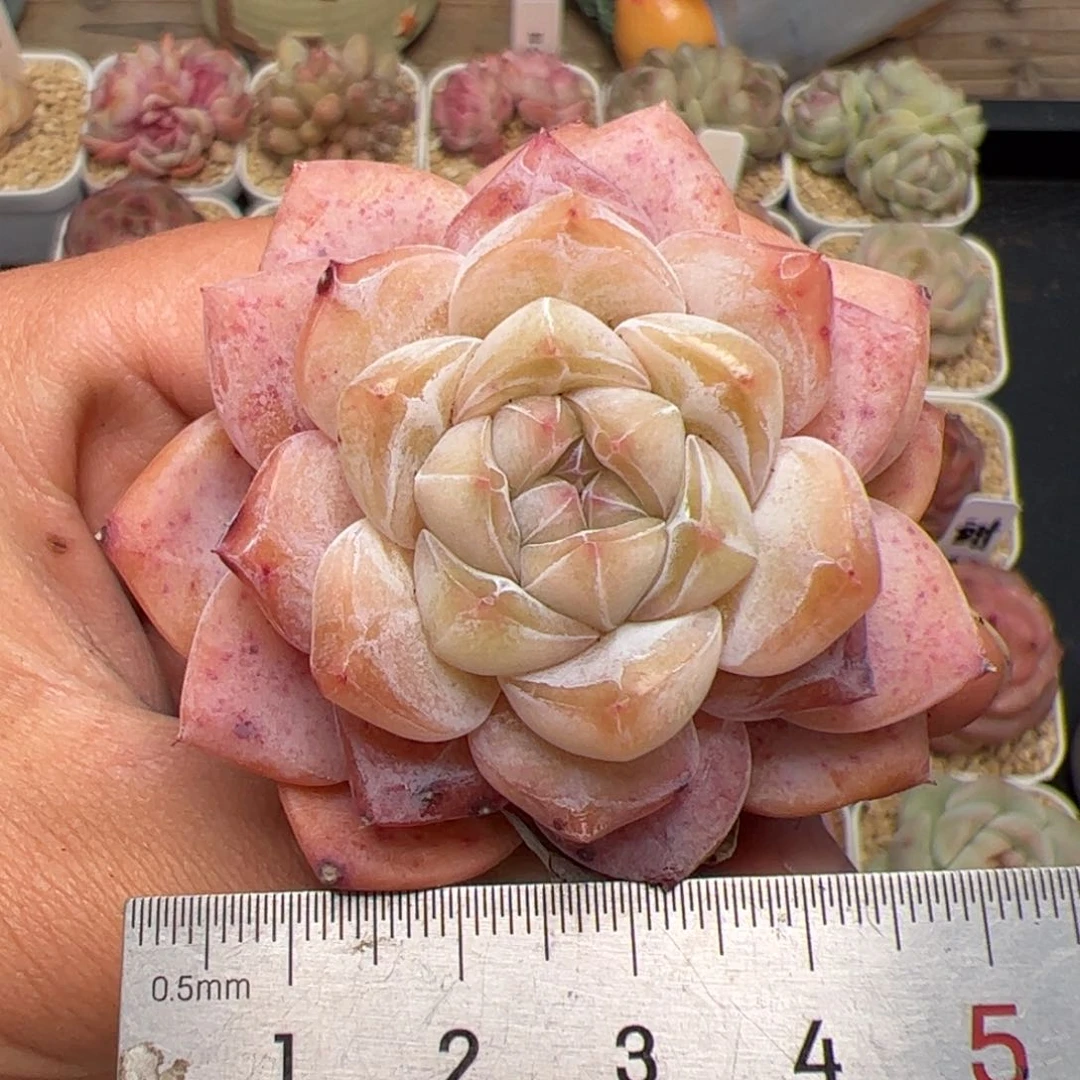 388 多肉植物组合盆栽