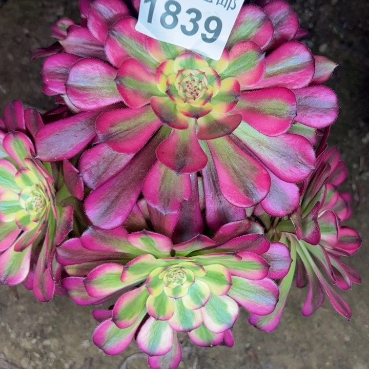 1839舞天姬杆歪多肉植物