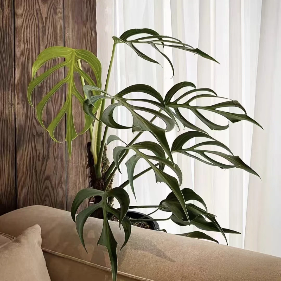 【巴西龟火焰龟】ins风高级室内绿植好养