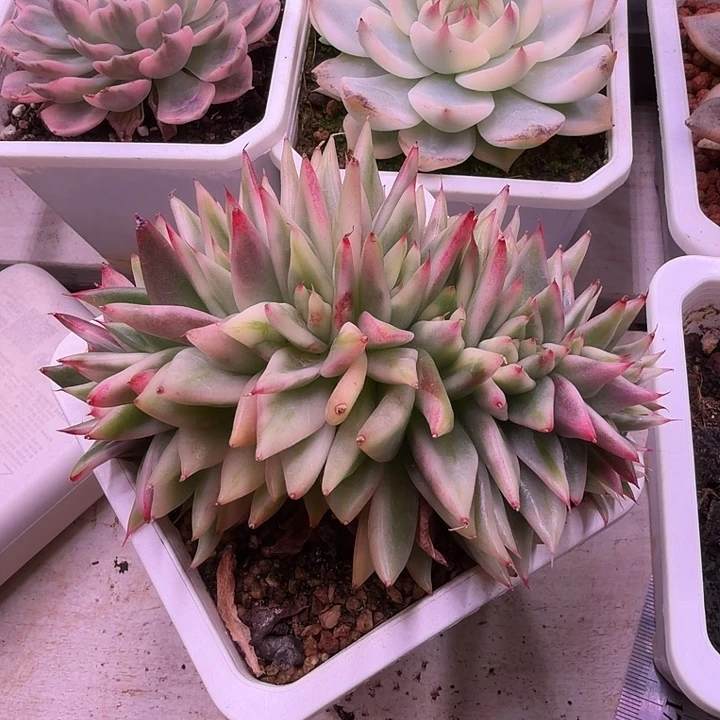 乌木锦锥多肉植物