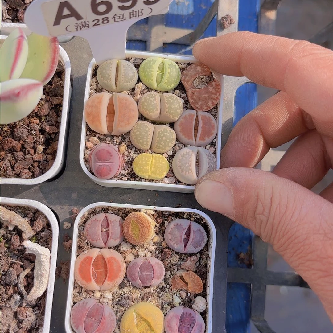 A699生石花一物一拍