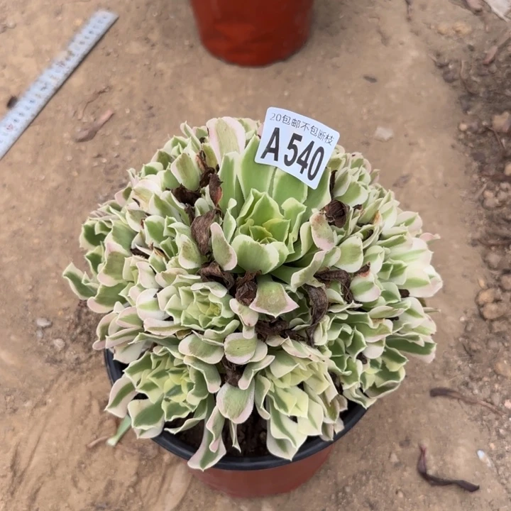 白凤……多肉植物……