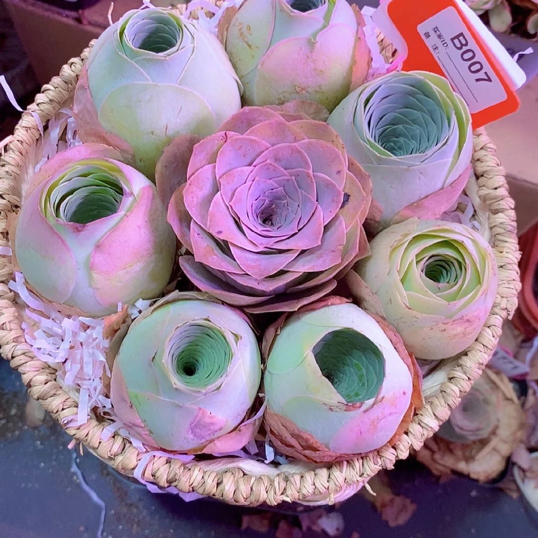 山地玫瑰花篮一物一拍007带蓝发货