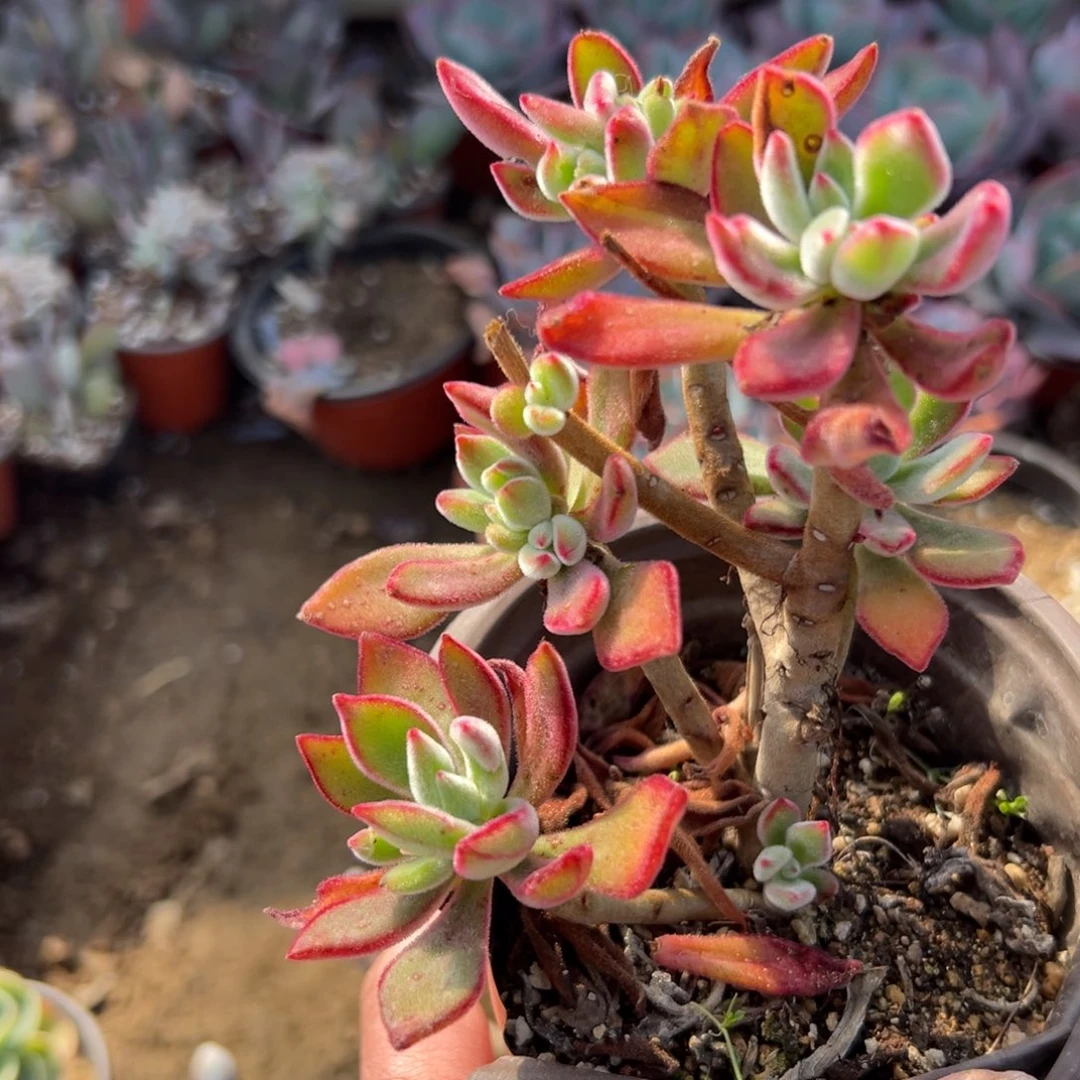 多肉植物多肉植物