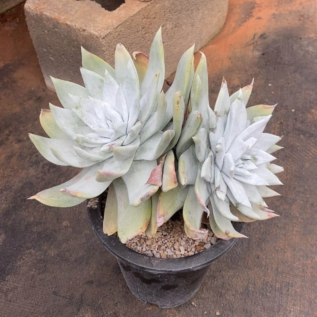 山姆多肉植物啦啦啦